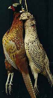 Pheasant shooting guests are
 welcome.