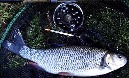 A typical three pounder caught trotting with a centrepin.