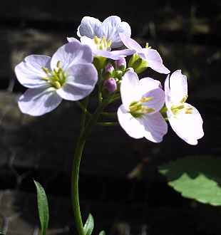 Wildflowers