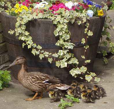 Ducklings in the courtyard - picture by
Maki.