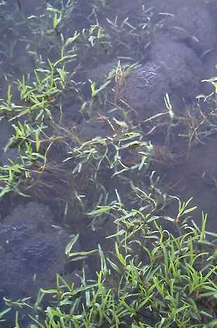 Frogspawn