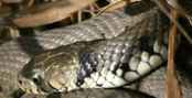 Reptiles