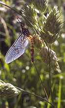 Insects