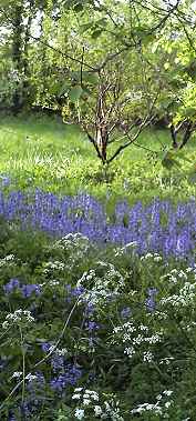Wildflowers